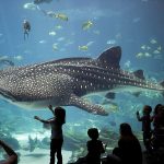 katalog_priroda_2_moskvarium_6_650_450_jpg_5_80